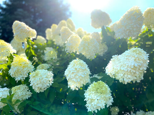 limelight-flowers limelight-flowers